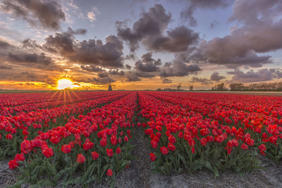 Red flowers growing on field against sky during sunset