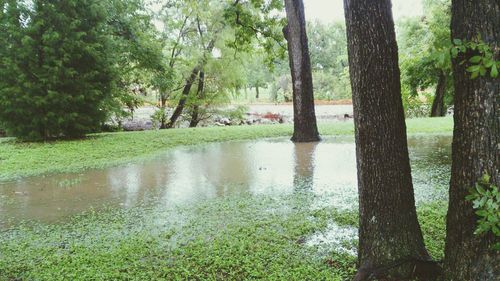 Pond in forest