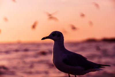 Close-up of seagull against sky during sunset