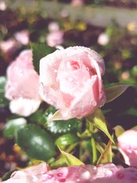 Close-up of wet pink rose blooming outdoors