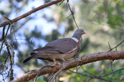 Low angle view of bird perching on branch