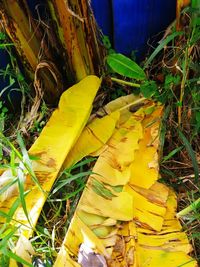 High angle view of yellow flowering plants on field