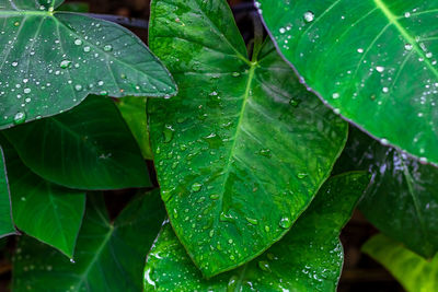 Close-up of wet leaves on rainy day