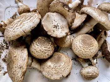 Full frame shot of food