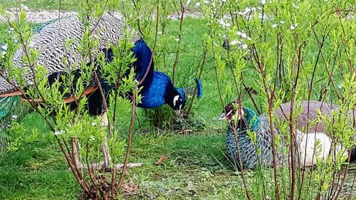 High angle view of peacock on field