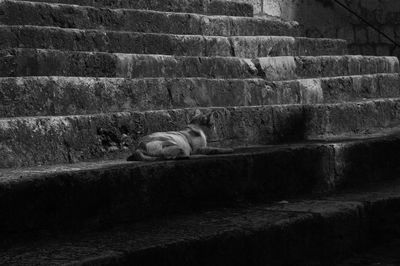 Cat sleeping on wall