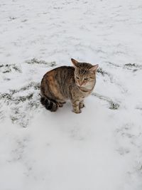 High angle view of cat sitting on snow