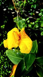 Close-up of yellow flower