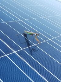 Praying mantis on solar panel 