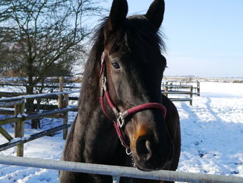 Horse in snow field