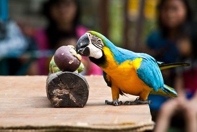 Close-up of colorful object
