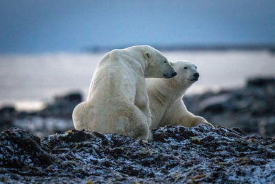 Two polar bears sit on kelp pile