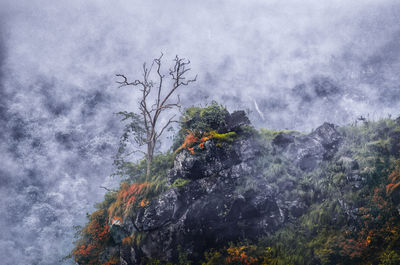 High section of plants against the sky