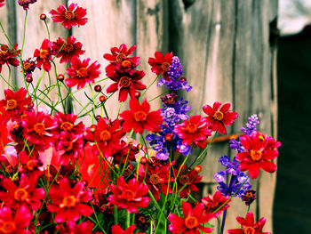 Close-up of pink flowers