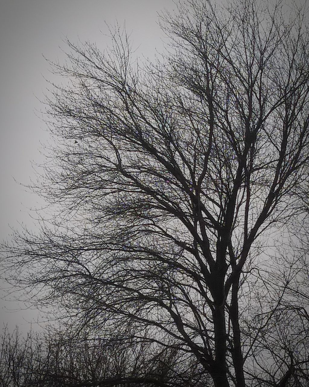 bare tree, tree, sky, branch, plant, no people, tranquility, low angle view, beauty in nature, nature, silhouette, scenics - nature, outdoors, non-urban scene, day, trunk, tranquil scene, tree trunk, growth, clear sky, tree canopy