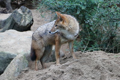 Wolf standing on rock