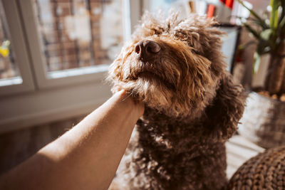 Close-up of dog