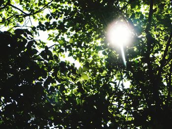 Low angle view of trees against sky