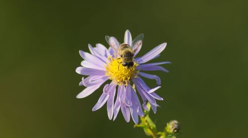 Close-up of bee pollinating on purple flower