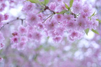 Close-up of pink flowers blooming on tree