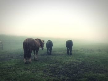 Horses grazing on grassy field