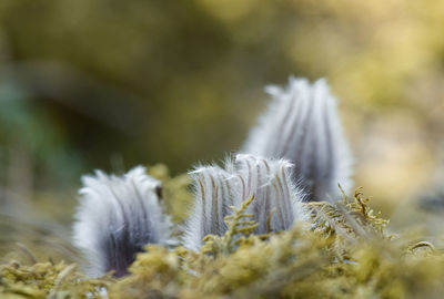 Close-up of feather on plant