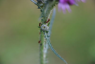 Close-up of spider on web