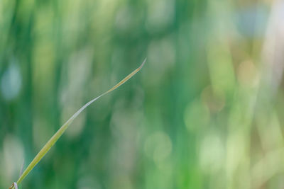 Close-up of bamboo plant