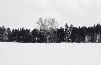 Trees against sky