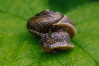 Close-up of snail on leaf