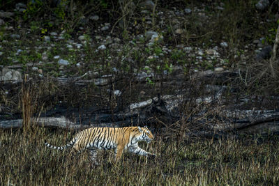 View of an animal on field