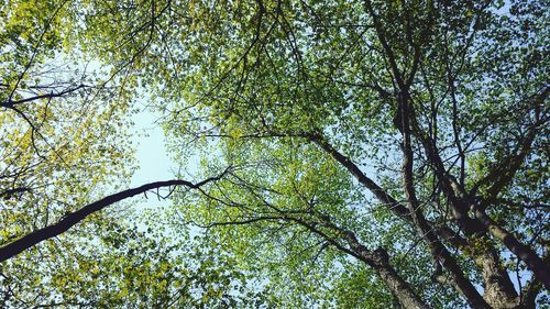 Low angle view of trees