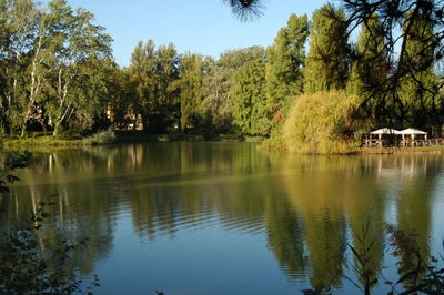 Reflection of trees in calm lake