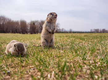 Sheep in a field