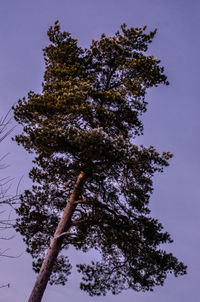 Close-up of tree against sky