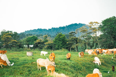 Cows grazing on a green field in a village in a tropical country.