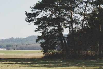 Trees on landscape