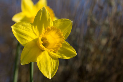 Close-up of yellow flowering plant