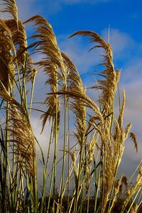 Low angle view of wheat growing on field against sky