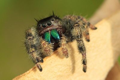 Close-up of jumping spider on wood