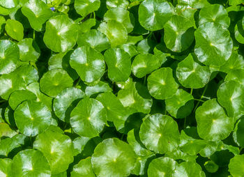 Full frame shot of green leaves