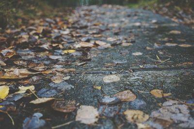 Fallen leaves on ground