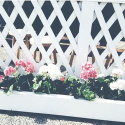 Potted plants on the wall