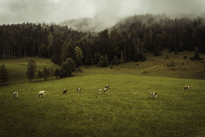 Flock of cows grazing in a field