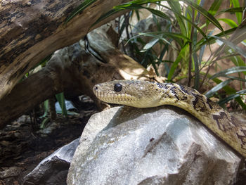 Close-up of a lizard on rock