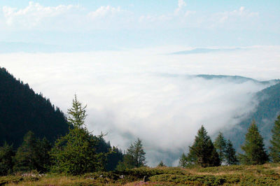 Autumn fog in the mountains, trees and a veil of fog