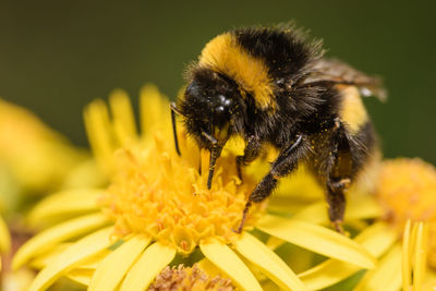 Close-up of bee on yellow flower