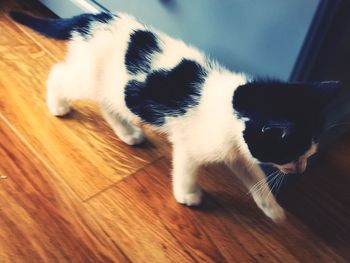 High angle view of cat on hardwood floor