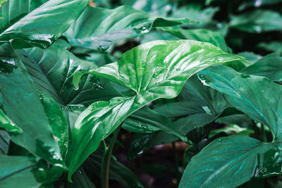 Close-up of raindrops on leaves