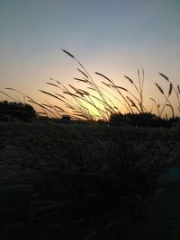 Close-up of grass growing in field against sky at sunset